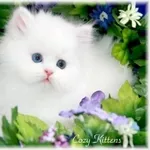 супер милые персидские котята