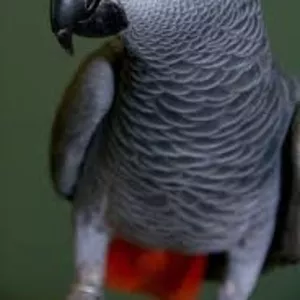 Африканский серый попугай нуждается в замечательном доме
