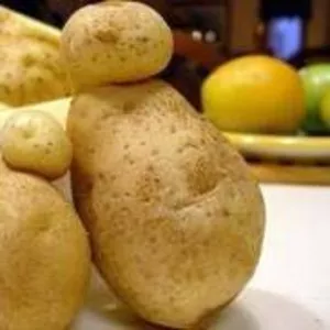 картошка (Нарынколь) из собственного хозяйства 