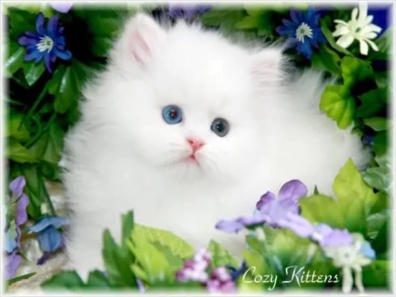 супер милые персидские котята