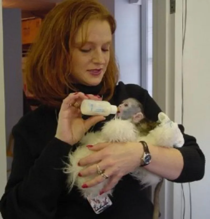  Очаровательны маленькая обезьянка капуцин по усыновлению