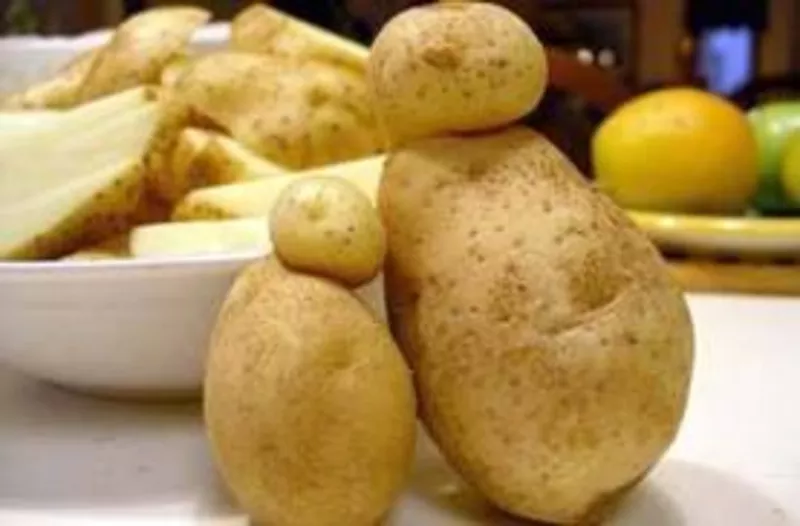 картошка (Нарынколь) из собственного хозяйства 